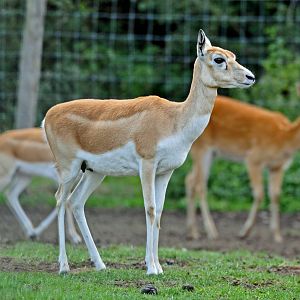Blackbuck Female