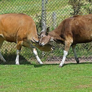 Javan Banteng