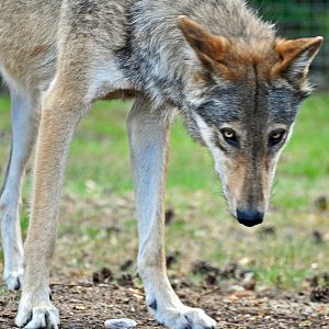 North American Wolf