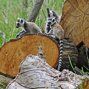 Ring Tailed Lemur Young