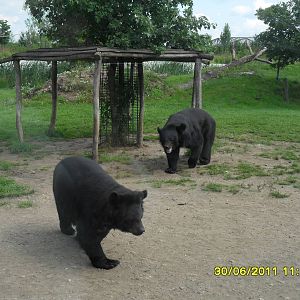 Asiatic Black bears (Ursus thibetanus)