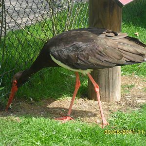 Black Stork