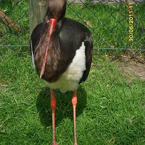 Black Stork