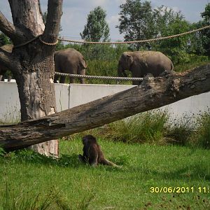 Gibbon with elephants