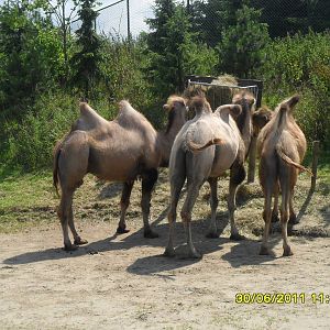 Bactrian camel