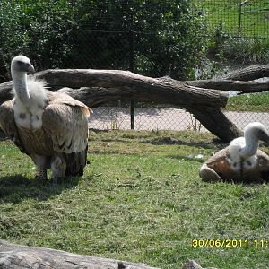 Griffon Vulture