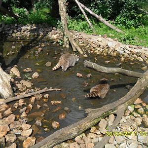 Raccoon Enclosure