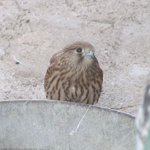 common kestrel(tehran zoo)