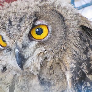 eurasian eagle owl(tehran zoo)