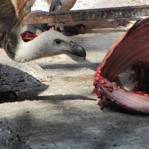 griffon vulture(tehran zoo)