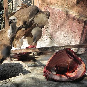 griffon vulture(tehran zoo)