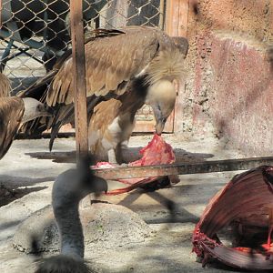 (tehran zoo)griffon vulture
