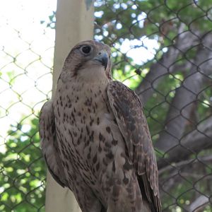 barbary falcon(tehran zoo)