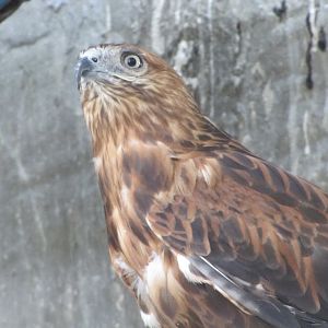 long - legged buzzard(tehran zoo)
