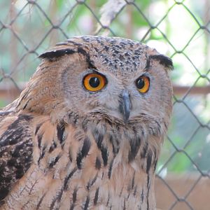 eurasian eagle owl(tehran zoo)
