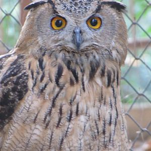 eurasian eagle owl(tehran zoo)