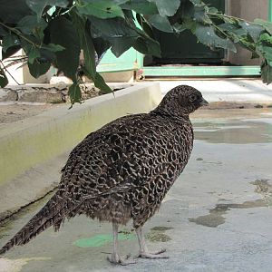 Pheasant (tehran zoo)