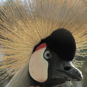 African crowned Crane(tehran zoo)