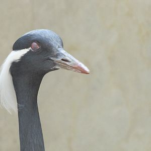 grus virgo(tehran zoo)