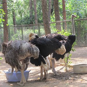 Ostrich(tehran zoo)