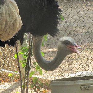 Ostrich(tehran zoo)