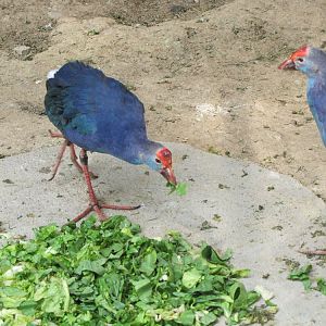purple gallinule(tehran zoo)