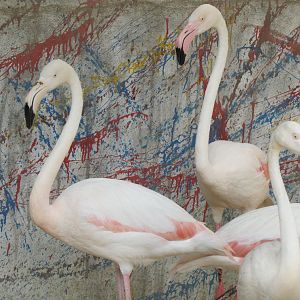 Flamingo(tehran zoo)