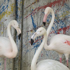 Flamingo(tehran zoo)