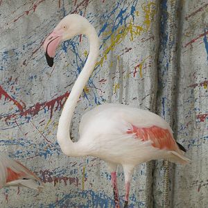 Flamingo(tehran zoo)