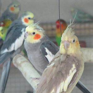 Nymphicus hollandicus(tehran zoo)