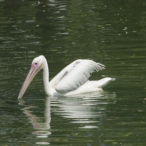 Pelicans(tehran zoo)