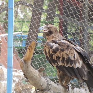 imperial eagle(tehran zoo)