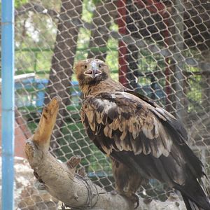 imperial eagle(tehran zoo)