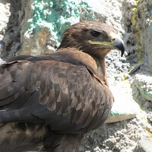 Golden Eagle(tehran zoo)