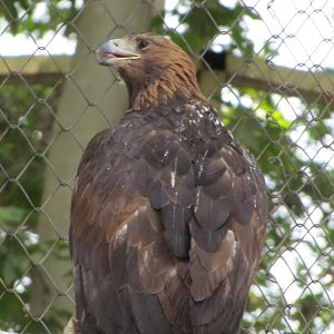 Golden Eagle(tehran zoo)