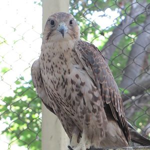 barbary falcon(tehran zoo)