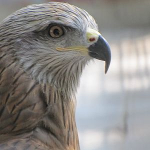 black kit(tehran zoo)