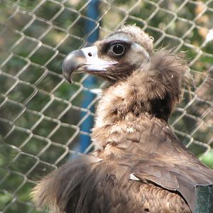 black vulture(tehran zoo)