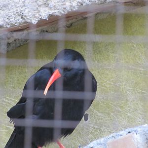chough(tehran zoo)