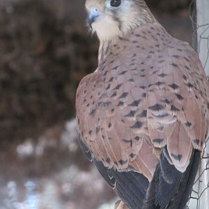 common kestrel (tehran zoo)