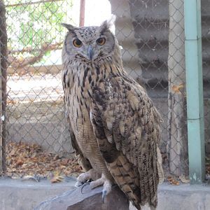 eurasian eagle owl(tehran zoo)