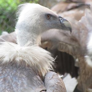 griffon vulture(tehran zoo)