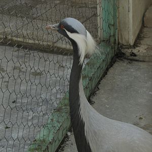 grus virgo(tehran zoo)