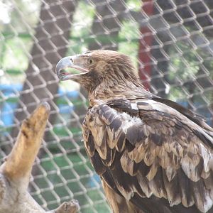 imperial eagle(tehran zoo)