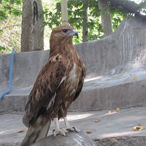 long - legged buzzard(tehran zoo)