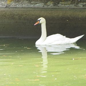 mute swan(tehran zoo)