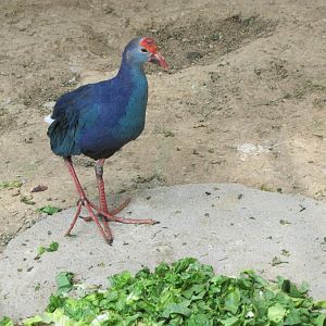 purple gallinule(tehran zoo)