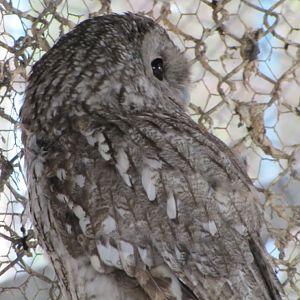 tawny owl(tehran zoo)