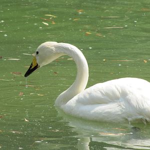 whooper swan(tehran zoo)