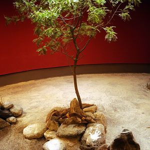 New australia-house at Hamburg